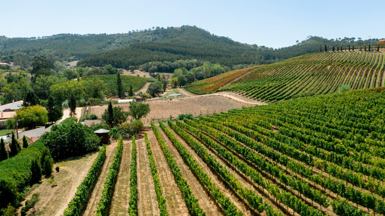 Если ваши земли предназначены для пашни, разводить на ней виноград нельзя. Фото: @freepik, ru.freepik.com