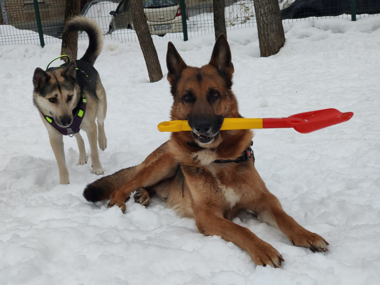 Собакам тоже нужно поддерживать форму. Фото: Ульяна Бородина для Мира Квартир
